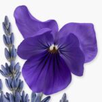 Palatine Parfums de Marly